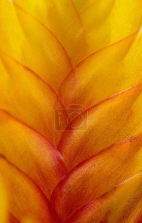 Photo for Macro shot of colourful leaf. - Royalty Free Image