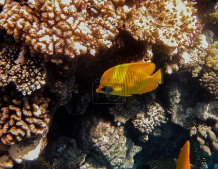 Photo for Blue-cheeked buttertflyfish ( CHAETODON SEMILARVATUS ) photographed while snorkeling in the red sea. - Royalty Free Image