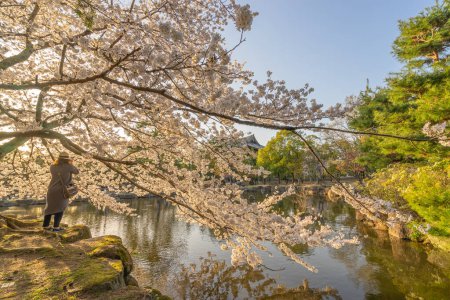 Téléchargez les photos : Beau paysage de fleur de cerisier entièrement rose fleurissant près de l'étang pendant la soirée à Nara, Japon. - en image libre de droit