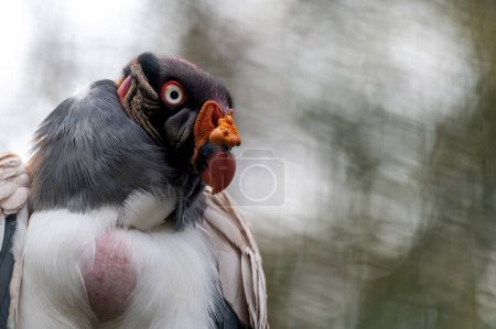 Photo for Portrait of bird. One king vulture. Sarcoramphus papa with bokeh backgrounds, - Royalty Free Image
