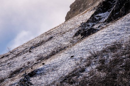Foto de Gamuza en la montaña. Rupicapra rupicapra en ambiente natural en invierno. La Dole, Vaud Canton, Suiza. - Imagen libre de derechos
