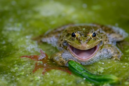 Foto de Rana sonriente en el agua. Una rana común con la boca abierta en áreas vegetadas. Pelophylax lessonae. Biodiversidad. - Imagen libre de derechos