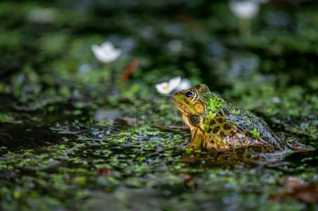 Photo for Frog in water. One pool frog swimming. Pelophylax lessonae. European frog. - Royalty Free Image