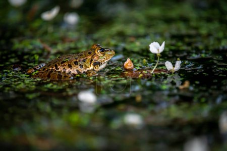 Foto de Rana en el agua. Una rana de piscina nadando. Pelophylax lessonae. Rana europea. - Imagen libre de derechos
