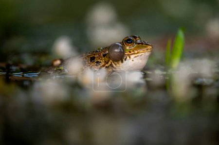 Foto de Rana en el agua. Una rana de piscina llorando con sacos vocales a ambos lados de la boca en áreas vegetadas. Pelophylax lessonae. - Imagen libre de derechos