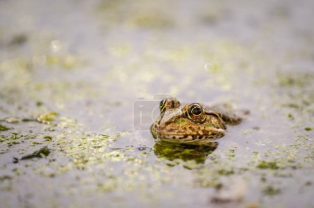 Foto de Una rana de la piscina está nadando en agua. Pelophylax lessonae en el área de vegetación. Rana europea. Rana de pantano. - Imagen libre de derechos