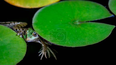 Photo for Frog resting. One green pool frog sitting on leaf. Pelophylax lessonae. European frog on water lily leaf. Marsh frog with Nymphaea leaf. - Royalty Free Image