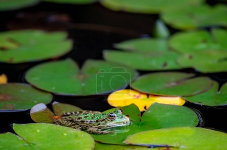 Téléchargez les photos : Grenouille au repos. Une grenouille verte assise sur une feuille. Pelophylax lessonae. Grenouille européenne sur la feuille de nénuphar. Grenouille des marais avec feuille de Nymphaea. - en image libre de droit