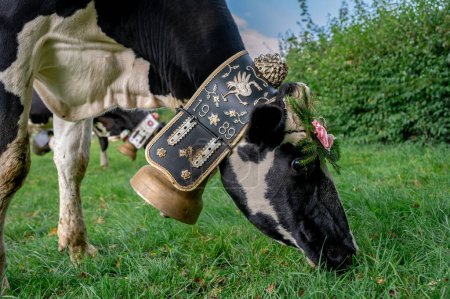 Swiss cows decorated with flowers and huge cowbell. Desalpes ceremony. Holstein Friesian. Blonay, Vaud Canton, Switzerland.