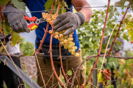 Photo for Hands in glove picking grapes in vintage. People using secateurs for cutting Chasselas. Lavaux, Vaud Canton, Switzerland. - Royalty Free Image