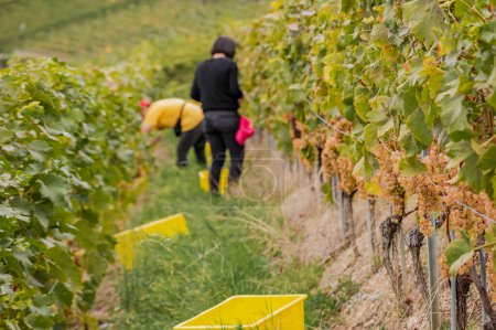 Photo for White Chasselas grape harvesting. People working on vineyards in autumn. Lavaux, Vaud Canton, Switzerland. - Royalty Free Image