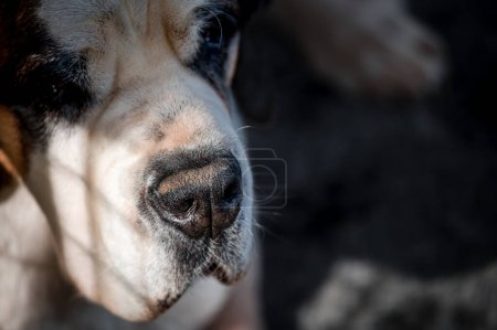 Photo for Close-up of a dog's nose. One white and brown Saint Bernard dog. St. Bernard. Alpine Spaniel. - Royalty Free Image