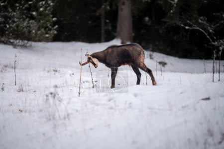 Foto de Chamois frotando árboles para marcar Territorio Durante la Rut en los Alpes suizos en invierno. Un macho Rupicapra rupicapra en la nieve. - Imagen libre de derechos