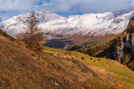 Photo for Landscape of the mountains, sky, forest and cows in autumn in Switzerland. Snowcapped mountain. Gouille, Evolene, Switzerland. - Royalty Free Image