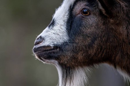 Téléchargez les photos : Gros plan de la chèvre de Bezoar. Tête de capra hircus. À l'extérieur. - en image libre de droit