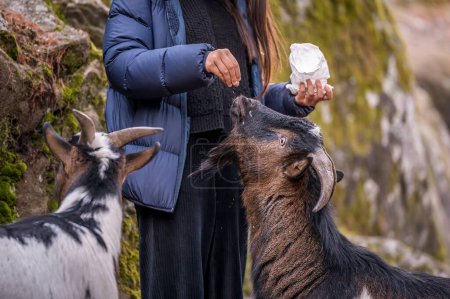 People caressing bezoar goat. Capra hircus. Outdoors.