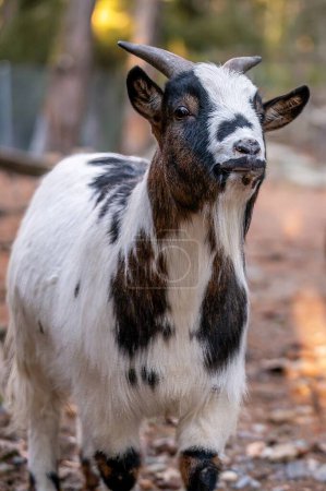 One brown and white Bezoar goat. Capra hircus. Outdoors.
