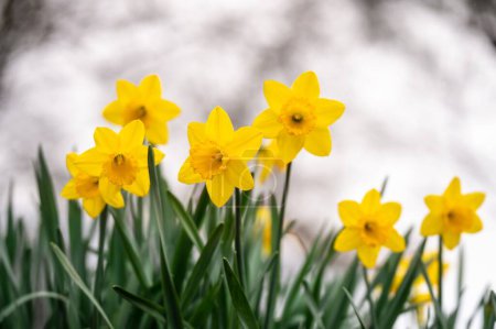 Gelbe Narzissenblüten blühen. Narziss minor. Gruppe von Narzissen. Narzissen im Frühling am wenigsten.