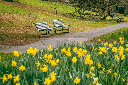Gelbe Narzissenblüten blühen im Park. Narziss minor. Gruppe der Kleinen Narzissen im Frühling. Narzissen und Sitzbank.