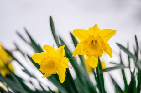 Yellow narcissus flowers blooming. Narcissus minor. Lesser daffodil. Least daffodil. Outdoors.