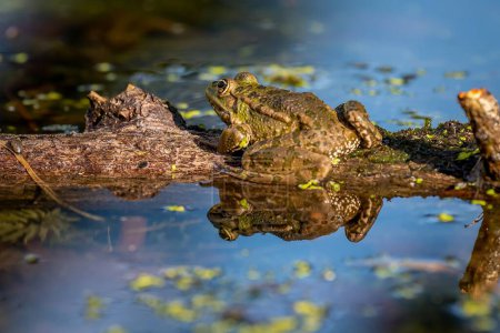 Foto de Rana en el agua. Rana de la piscina descansando en la rama del árbol. Pelophylax lessonae. Una rana europea. - Imagen libre de derechos