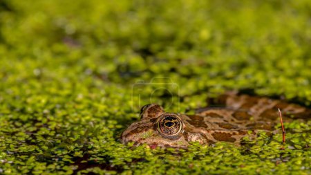 Frog in water. Pool frog swimming. Close-up of Pelophylax lessonae. One European frog.