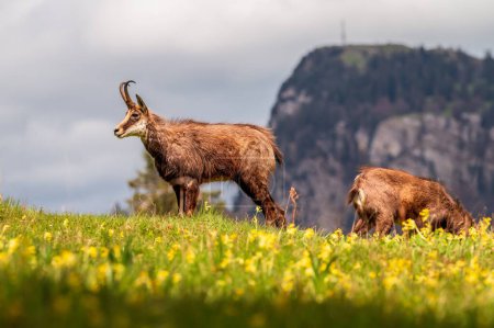 Photo for Chamois standing on the meadow in spring. Two rupicapra rupicapra in Switzerland. - Royalty Free Image