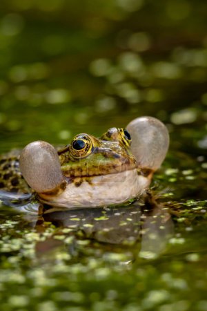 Frog calling in water. One breeding male pool frog crying with vocal sacs on both sides of mouth in vegetated areas. Pelophylax lessonae.