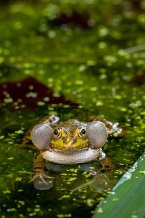Rana llamando al agua. Una rana de piscina macho de cría llorando con sacos vocales a ambos lados de la boca en áreas vegetadas. Pelophylax lessonae.