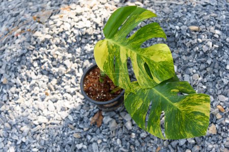 Téléchargez les photos : Beautiful leaf of monstera aurea variegated in the pot - en image libre de droit
