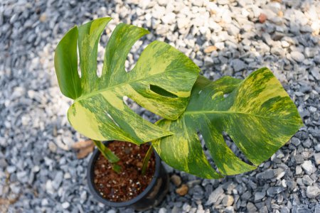 Photo for Fresh leaf of monstera aurea variegated in the pot - Royalty Free Image
