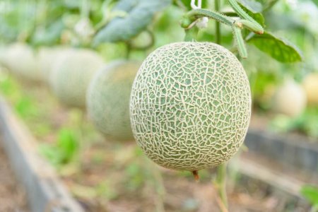 Nahaufnahme von frischer grüner Melone im Gewächshaus