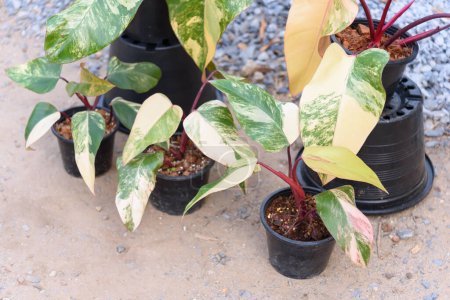 Philodendron Red Emerald variegated / Philodendron Stawberry shake 