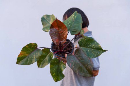 Großaufnahme von Philodendron Orangene Prinzessin im Topf 