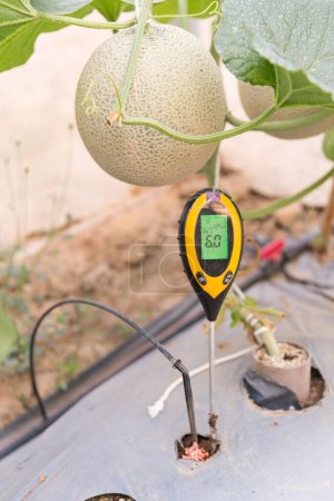 Utiliser un compteur PH pour vérifier la valeur PH dans la ferme de melons