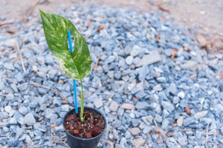 Planta la monstera obliqua mayuna variegada en la maceta