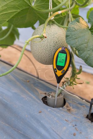 Überprüfen Sie den pH-Wert in Pflanzerde in der Plastikhülle des Melonengartens