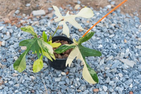 Gros plan sur Philodendron Florida Beauté dans le pot