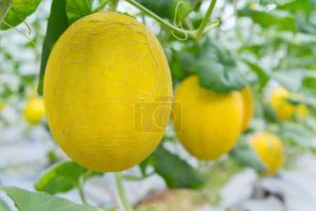 Primer plano del melón dorado fresco en invernadero de la granja