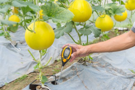Vérifiez la valeur du pH dans la plantation de sol dans le couvercle en plastique du jardin de melon 