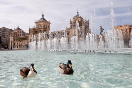 Ducks in the Clock Fountain in Zorrilla Square in Valladolid