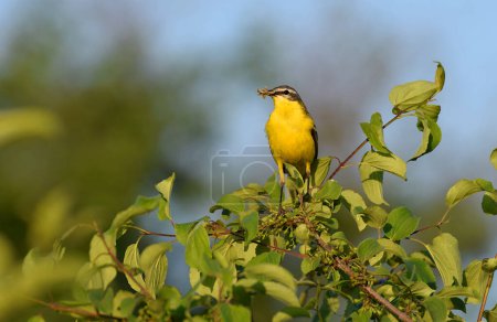 Photo for A yellow wagtail sits on a tree, holding prey in its beak. - Royalty Free Image