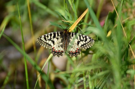 Téléchargez les photos : Papillon (Zerynthia polyxena) dans l'habitat naturel gros plan. - en image libre de droit
