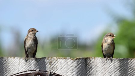 Photo for A female and chick of a shrike are sitting on a slate fence. - Royalty Free Image