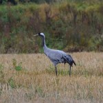 Common crane female in the field, Nemunas Delta, Lithuania.