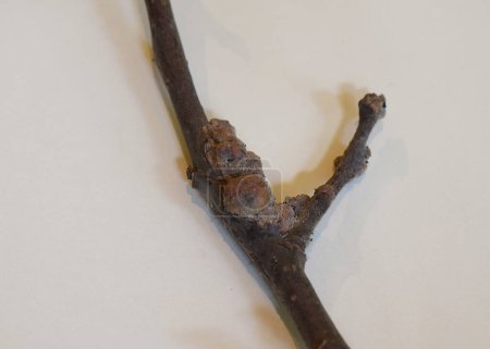 Una rama de un manzano dañada por una tolva sobre un fondo blanco.