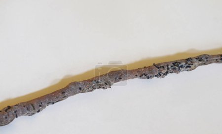 A branch of an apple tree damaged by a leafhopper on a white background.