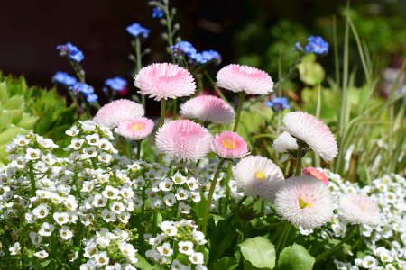 Close-up of daisy and alyssum flowers in a flowerbed