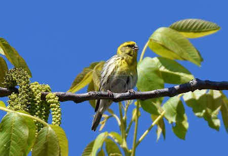Téléchargez les photos : Pinson des Canaries (Serinus serinus) sur une branche de noix. - en image libre de droit