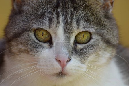 Foto de primer plano de la cara de un gato gris.